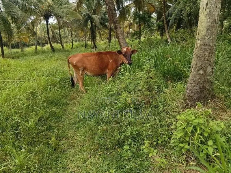 Farm Cow