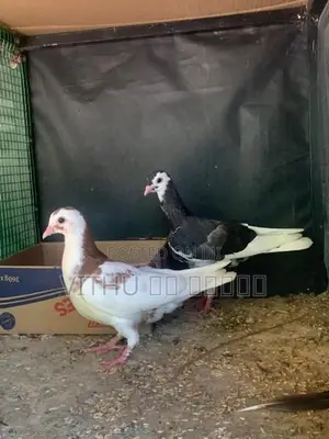 Pigeon