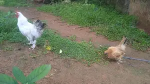 කිකිලීයන් සහ කුකුලන් විකිනිමට