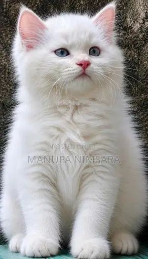 persian cat