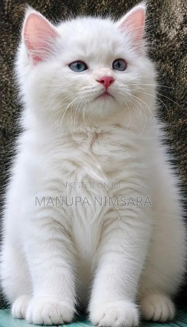 persian cat