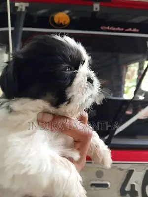 Shih Tzu Puppies