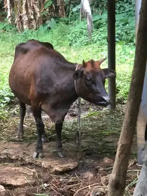 Cows