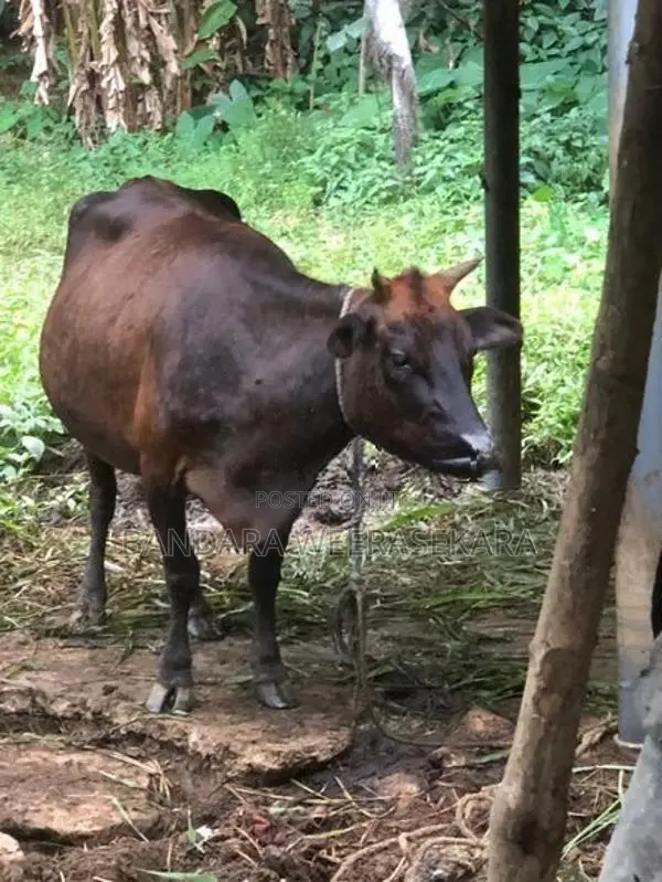 Cows