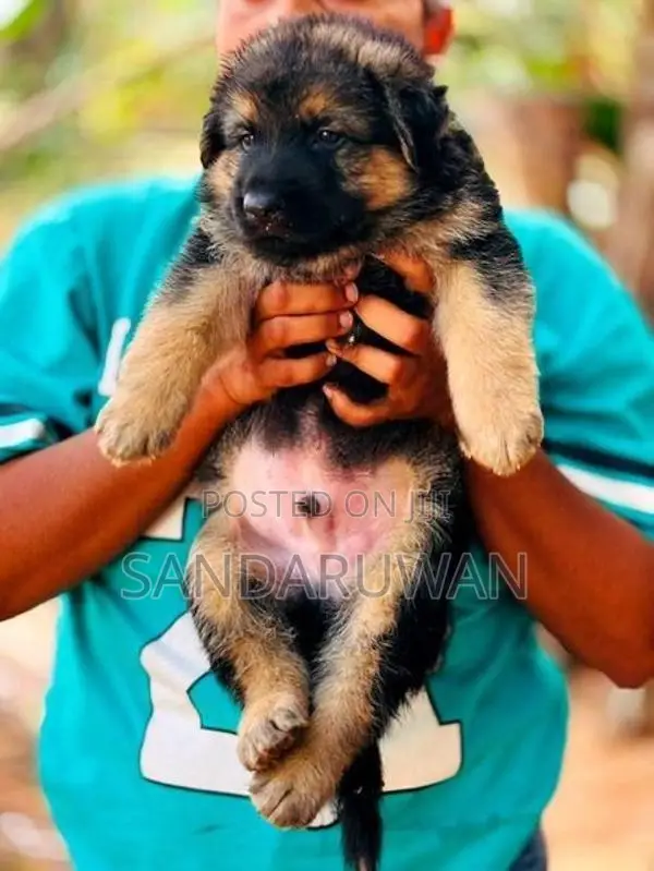 Shepherd Puppies