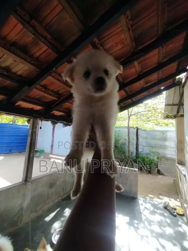 lion pomerian