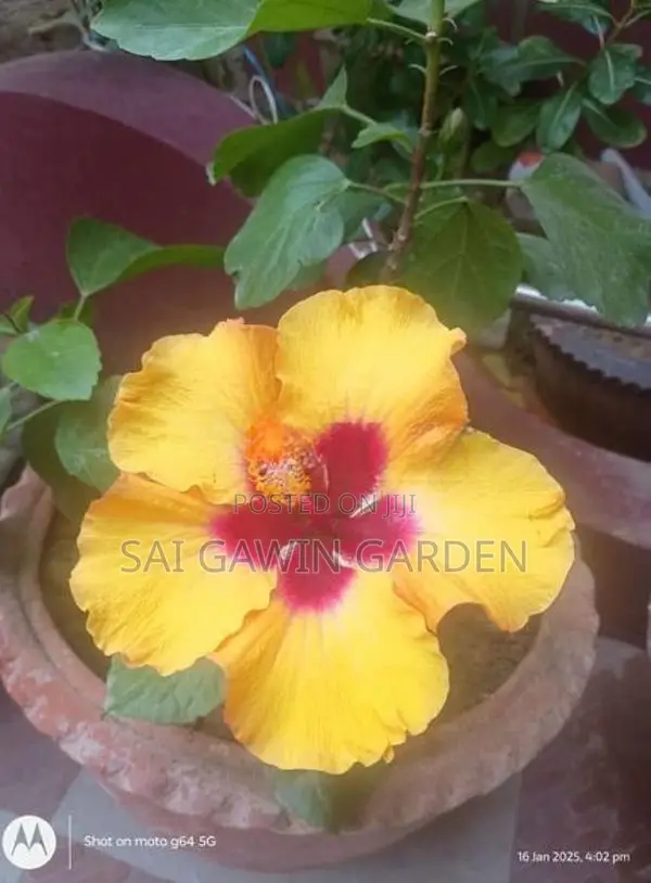 Hibiscus Flower Plant