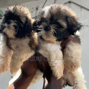 Shitzu puppies