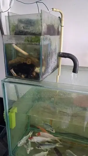 5ft fish tank