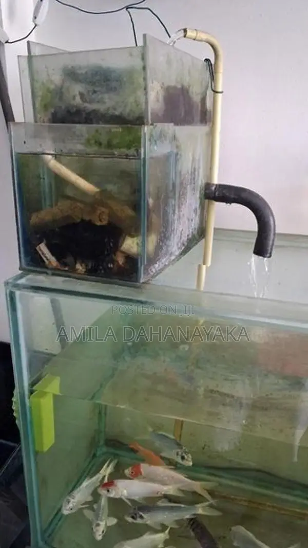 5ft fish tank
