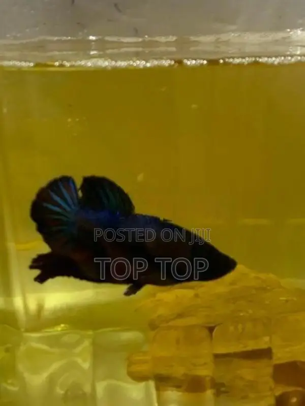 Betta Fish