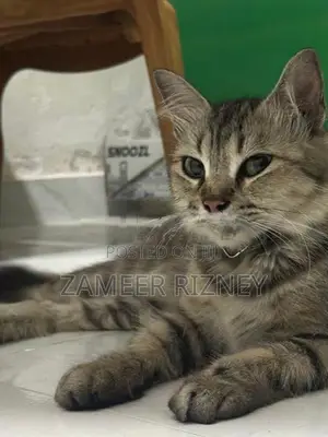 Persian cat