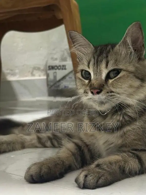 Persian cat