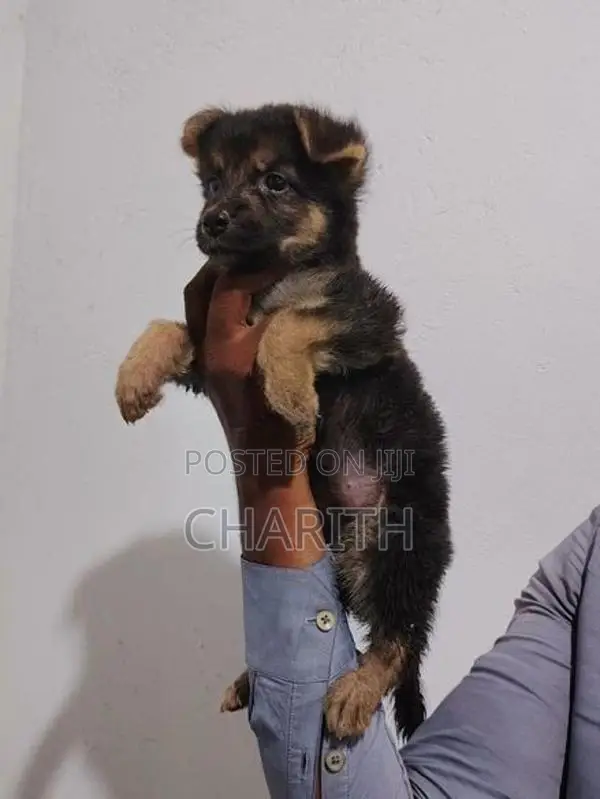 German shepherd long coat puppies