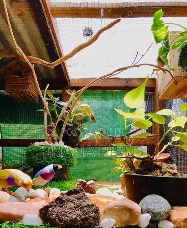 Gouldian Finch Natural Cage Prepare