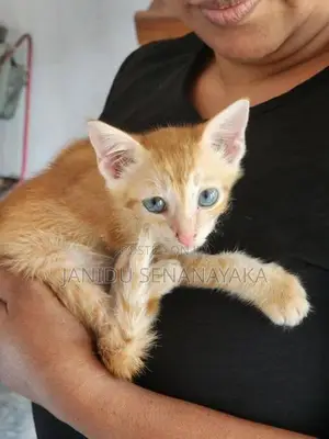 Lost Cat