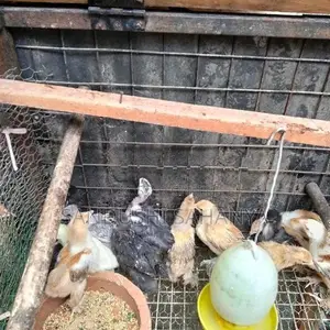බ්‍රහම කුකුල් පැටවුන් විකිණීමට