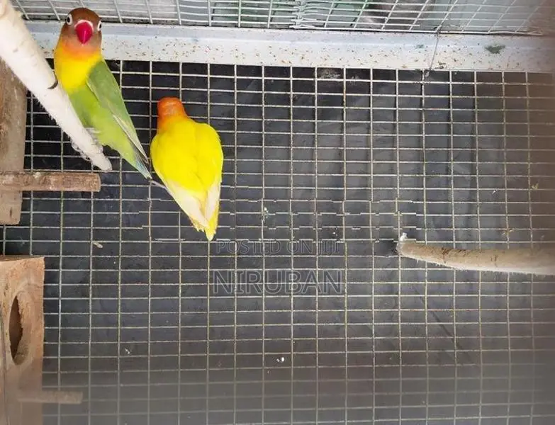 African Love Birds