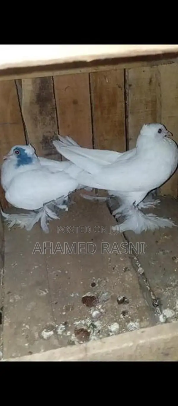 Pigeons