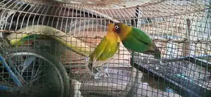 අප්‍රිකල් ලව්බර්ඩ්