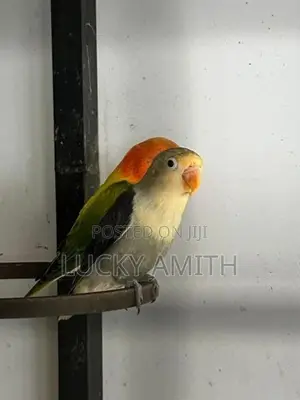 Love Birds