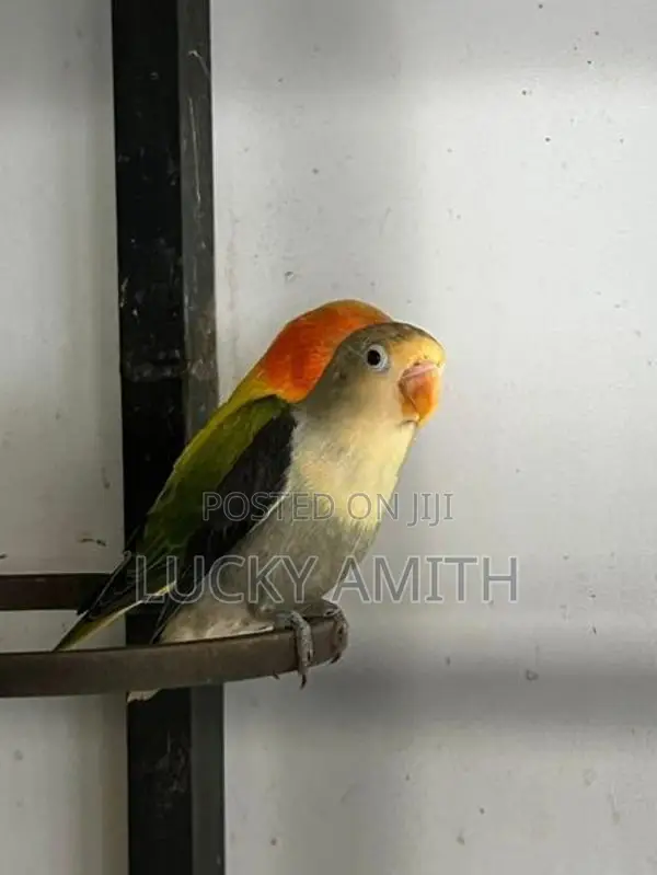Love Birds