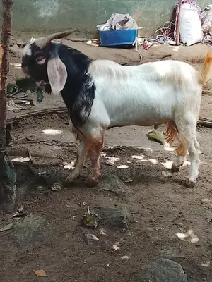 Gotes