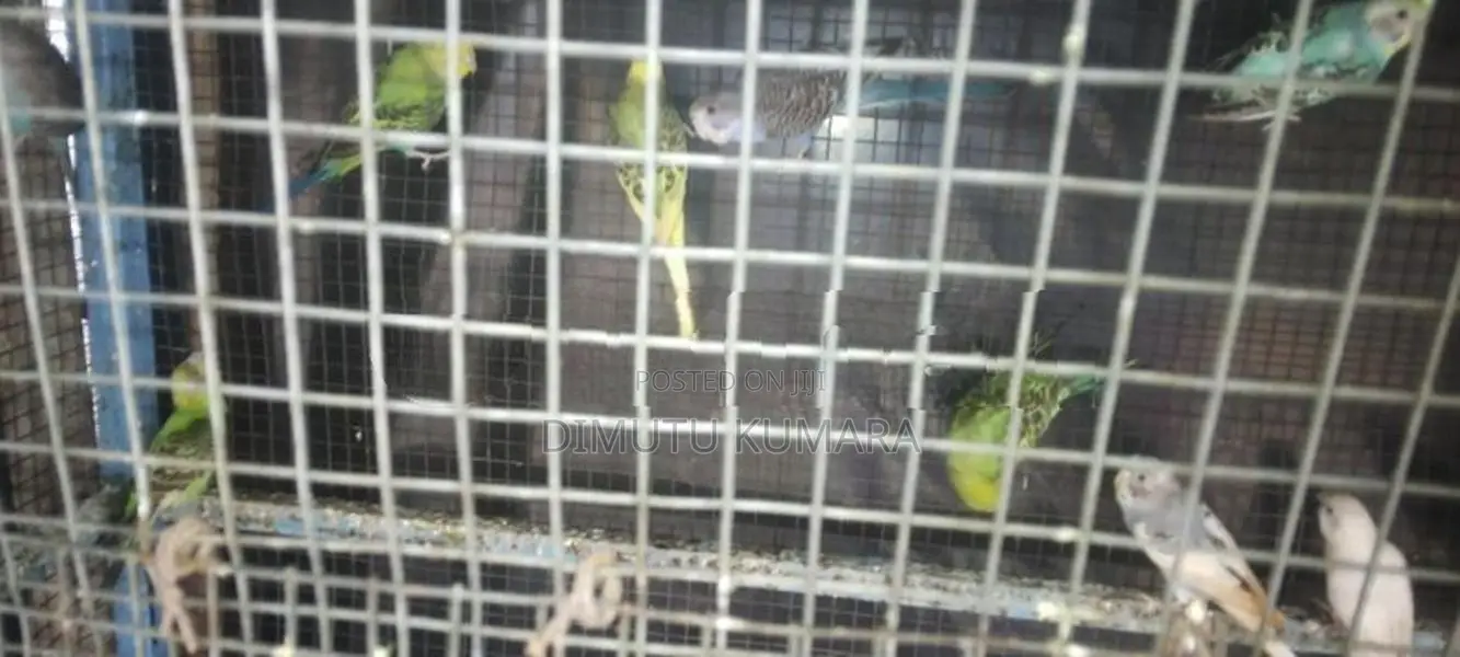 Love Birds