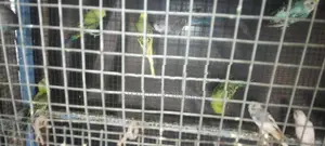 Love Birds