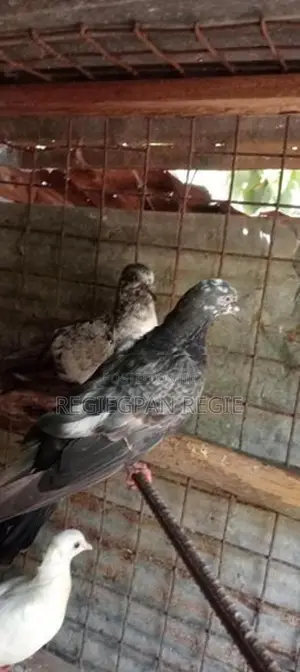 Pigeon