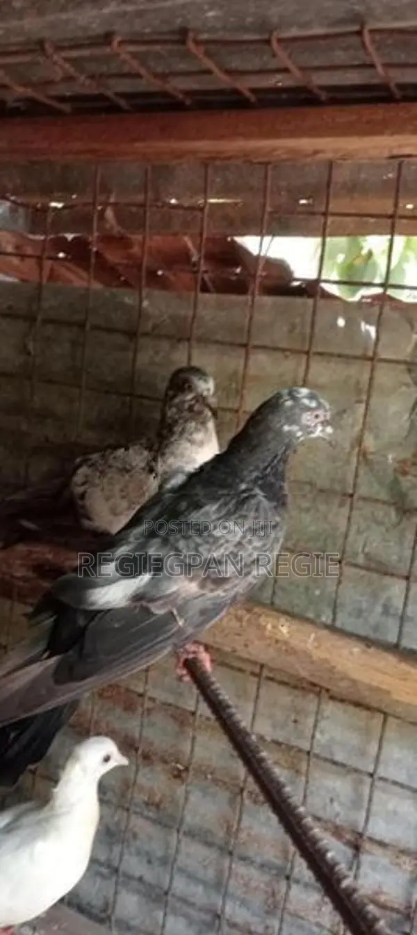 Pigeon