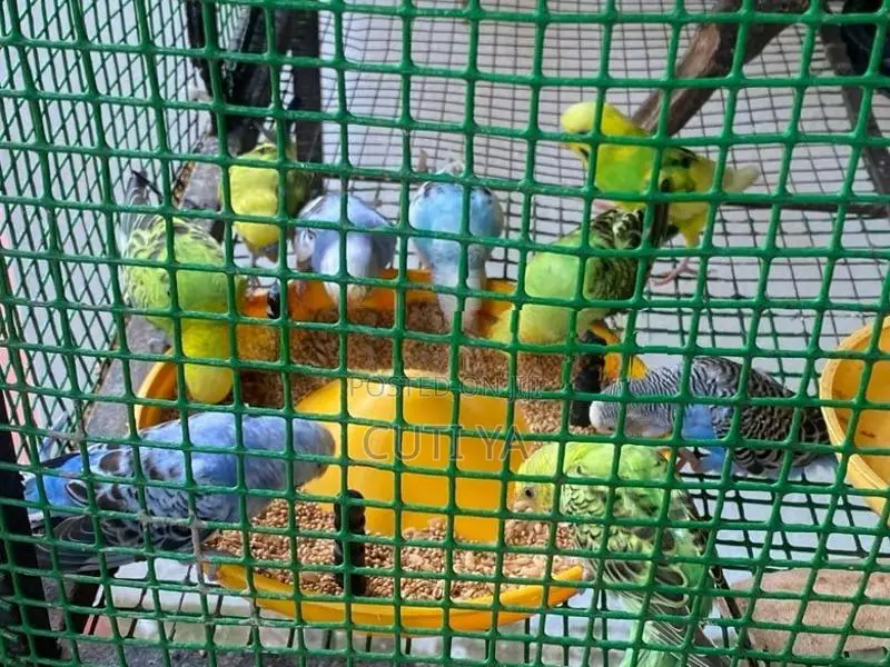 Love Birds