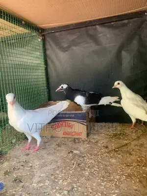 Pigeon