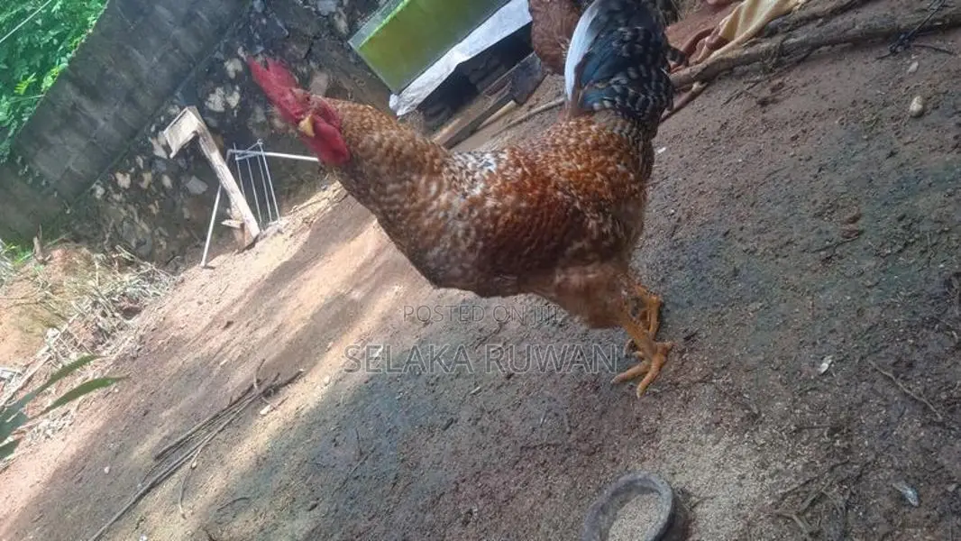 කිකිලීයන් සහ කුකුලන් විකිනිමට