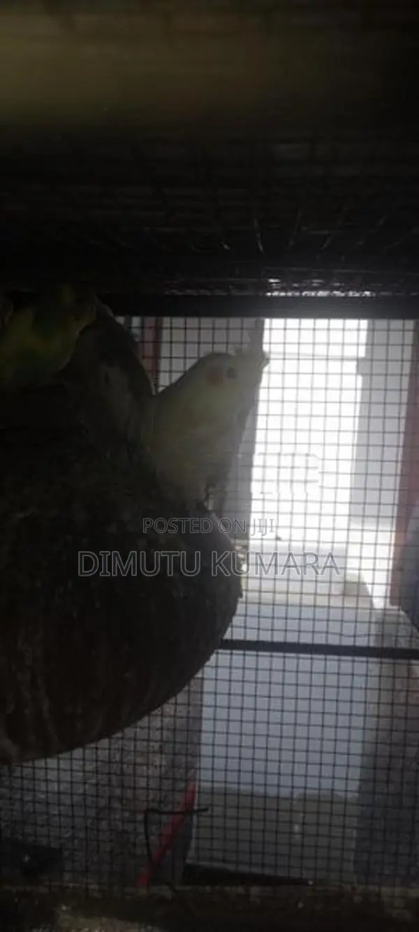 Love Birds