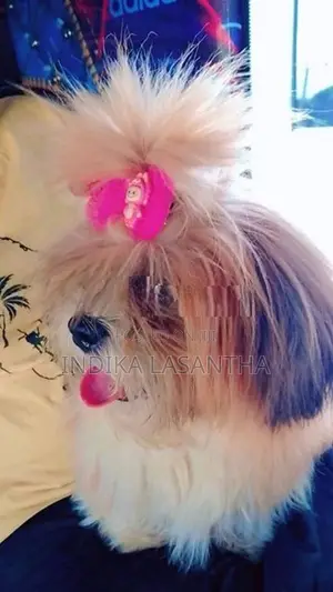 Shih Tzu Puppies