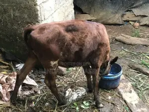 Cows