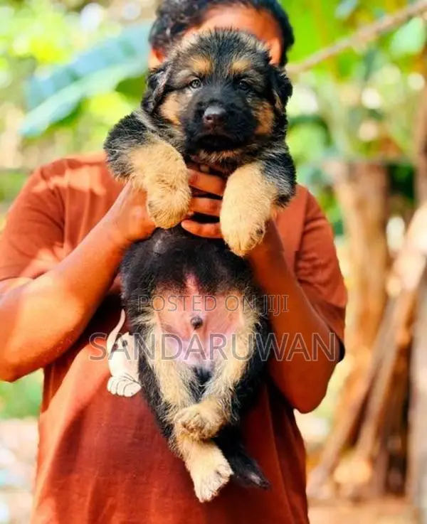 Shepherd Puppies