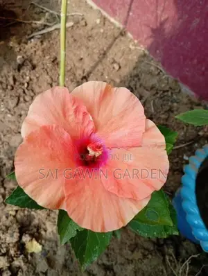 Hibiscus Flower Plant