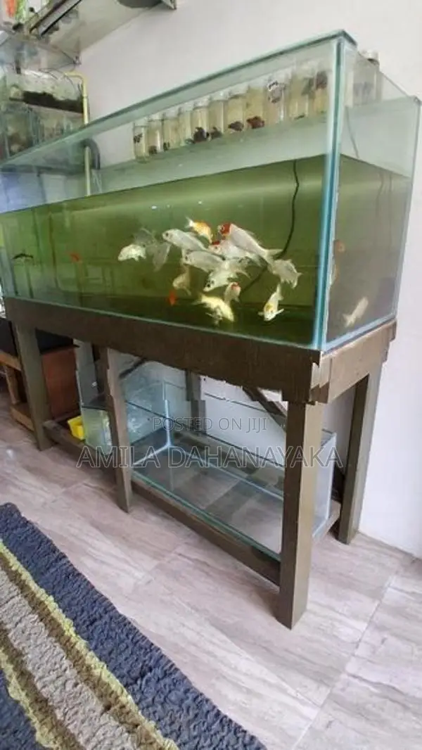 5ft fish tank