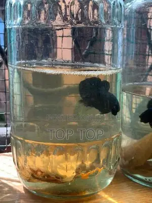 Betta Fish
