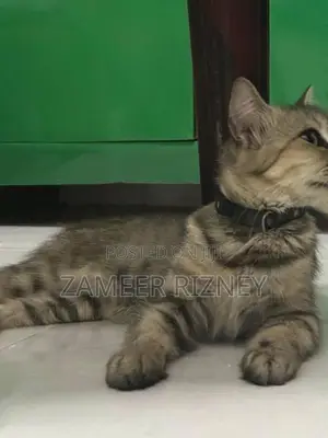 Persian cat