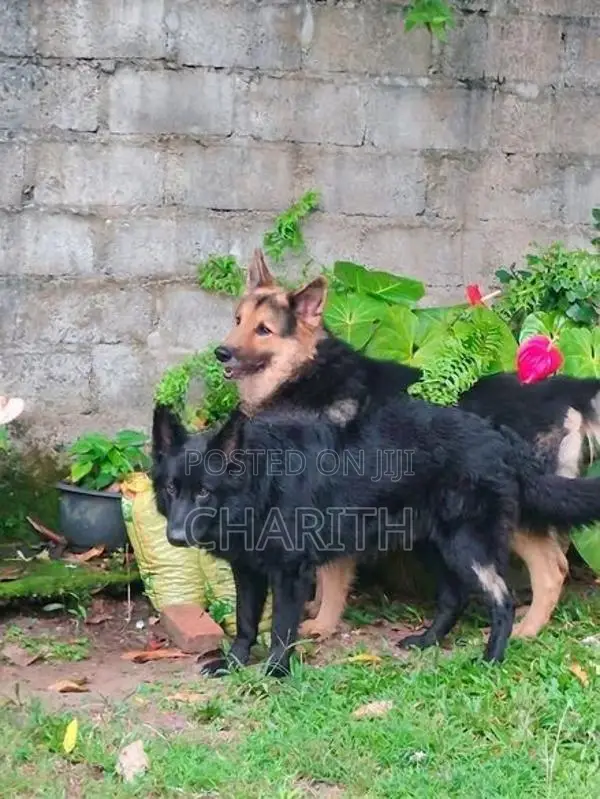German shepherd long coat puppies