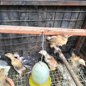 බ්‍රහම කුකුල් පැටවුන් විකිණීමට