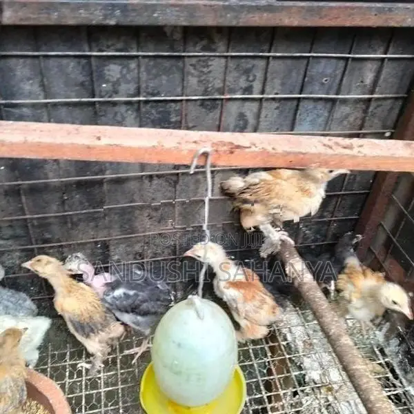 බ්‍රහම කුකුල් පැටවුන් විකිණීමට