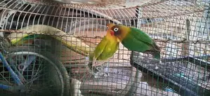 අප්‍රිකල් ලව්බර්ඩ්
