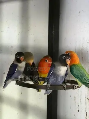 Love Birds
