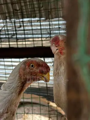 Parrot Beak Long Tail Rooster