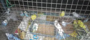 Love Birds