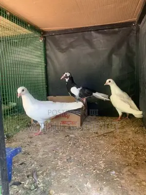 Pigeon